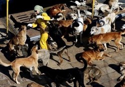 تلف شدن حیات وحش کشور توسط جمعیت سگ‌های ولگرد