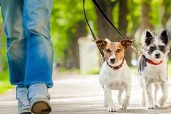 قوانین سختگیرانه سگ گردانی در کشور های توسعه یافته