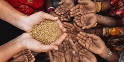آمارهای مربوط به گندم در راستای امنیت غذایی و اهمیت خودکفایی در این حوزه