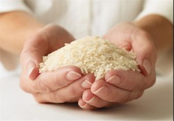 با ورود به فصل برداشت و افزایش تولید کاهش قیمت برنج ایرانی ادامه دارد
